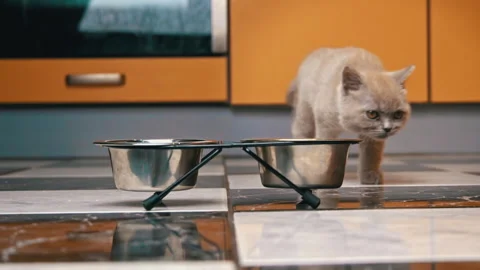 Scottish Straight Kitten Eats Food from a Bowl in a Large Flat in Slow Mo Stock Footage 182977533