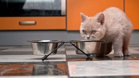 Scottish Straight Kitten Eats Food from a Bowl in a Large Flat in Slow Mo Stock Footage 183015885