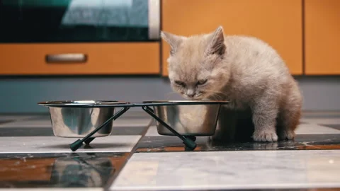 Scottish Straight Kitten Eats Food from a Bowl in a Large Flat in Slow Mo Video stock 183987210
