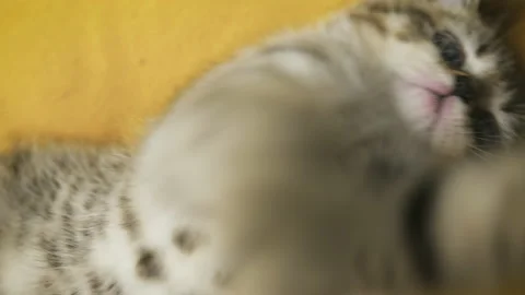 Scottish Straight kitten lying on its back on a yellow pillow. Stock Footage 169494015