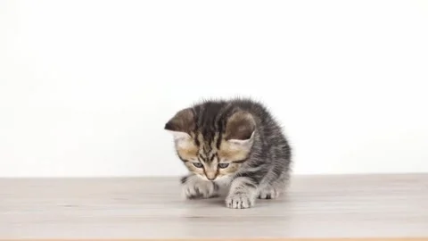Scottish straight small brown kitten sits on a light background Video stock 196372591