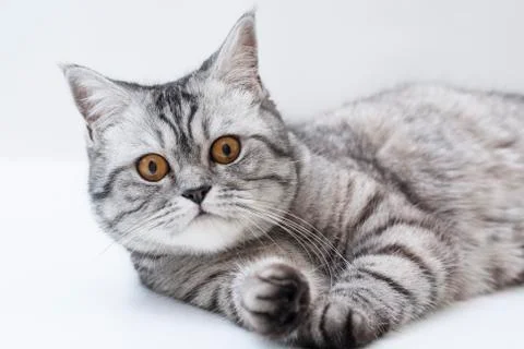 Scottish strite young cat Stock Photos