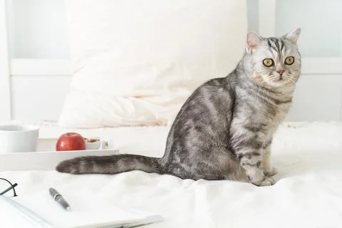 Scottish tabby cat lying in bed at home. Quarantine, self-isolation, sociophobia Stock Photos
