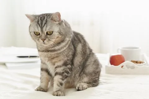Scottish tabby cat lying in bed at home. Quarantine, self-isolation, sociophobia Stock Photos