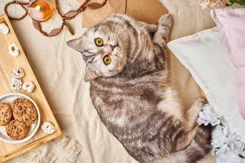 Scottish tabby cat lying in bed at home. Winter or autumn weekend concept. Stock Photos