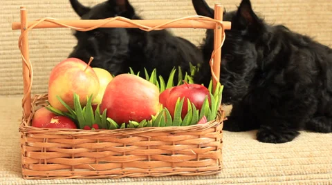 Scottish terrier with apples Stock Footage 35711037