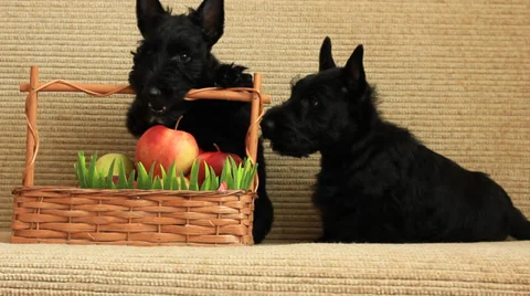 Scottish terrier with apples Stock Footage 35712603