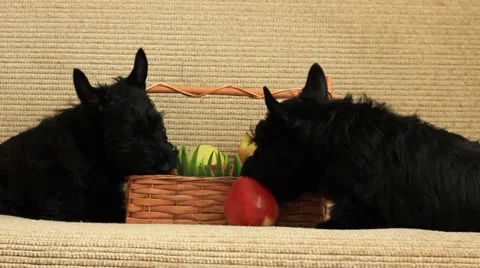 Scottish terrier with apples Stock Footage 35712730