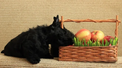 Scottish terrier with apples Stock Footage 35713583