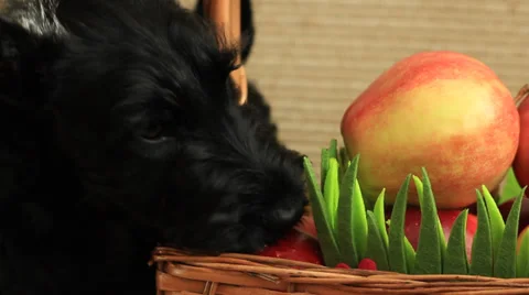 Scottish terrier with apples Stock Footage 35714156