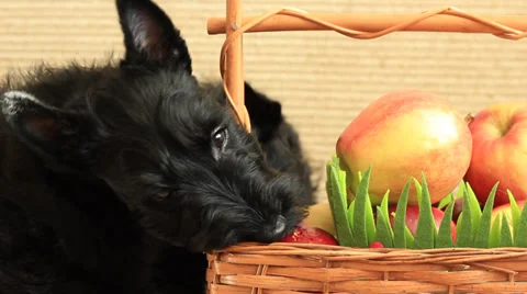 Scottish terrier with apples Stock Footage 35714748