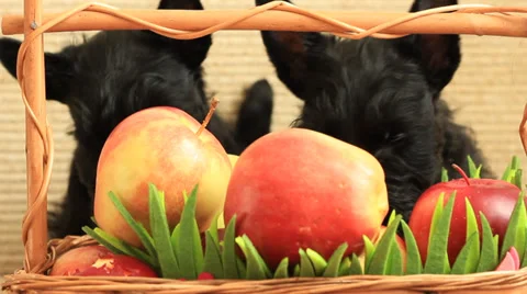 Scottish terrier with apples Stock Footage 35715274