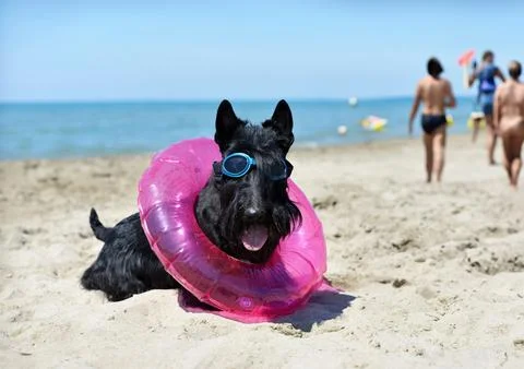Scottish terrier on the beach Foto stock