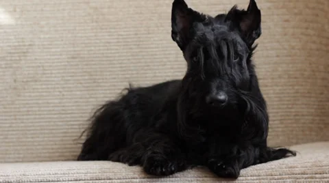 Scottish Terrier on couch Stock Footage 35603559