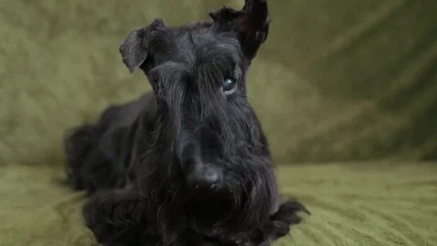 Scottish Terrier on couch Stock Footage 82416300