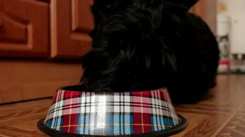 Scottish Terrier dog eats food from a bowl Stock Footage 10815286