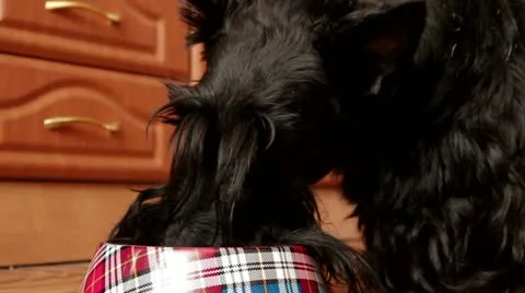 Scottish Terrier dog eats food from a bowl Stock Footage 10815545