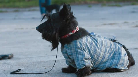 Scottish terrier dog Stock Footage 23921016