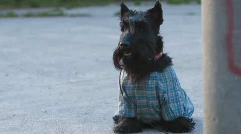 Scottish terrier dog Stock Footage 23922768