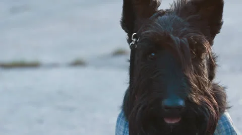 Scottish terrier dog Stock Footage 23932380