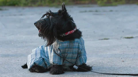 Scottish terrier dog Stock Footage 23932457