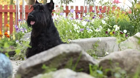 Scottish terrier dog Stock Footage 41916319