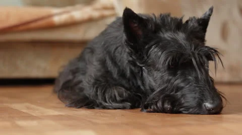 Scottish terrier Stock Footage 23716768