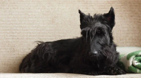 Scottish Terrier Stock Footage 23742371