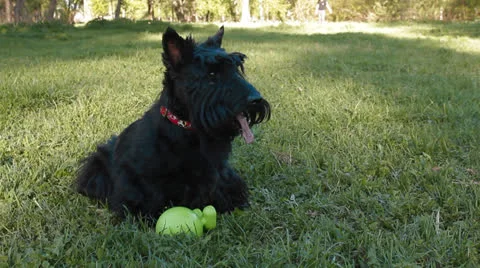 Scottish terrier Video stock 24275613