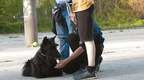 Scottish Terrier Stock Footage 24276044