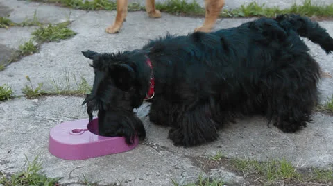 Scottish Terrier Video stock 24276099