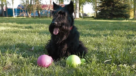 Scottish terrier Stock Footage 24282584