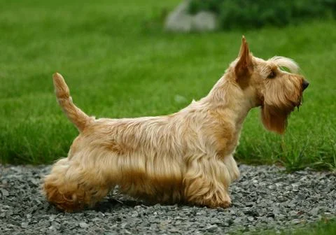 The scottish terrier Stock Photos