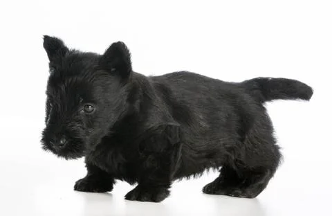 Scottish terrier Foto stock