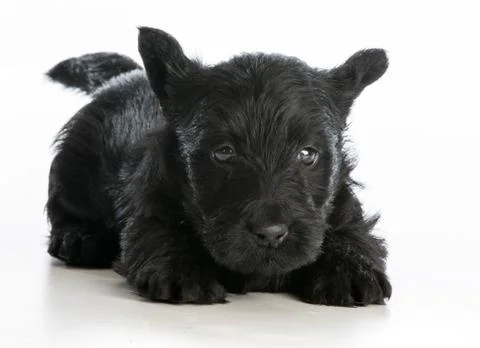 Scottish terrier Stock Photos