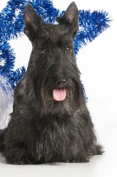 Scottish terrier Stock Photos