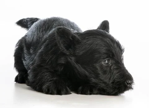 Scottish terrier Stock Photos