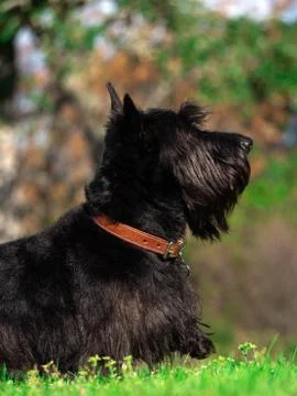 Scottish Terrier Stock Photos
