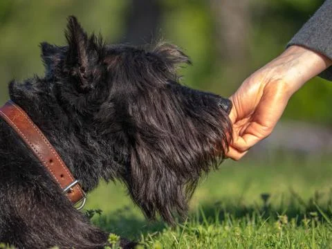 Scottish Terrier Stock Photos