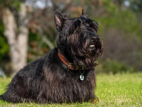 Scottish Terrier Stock Photos
