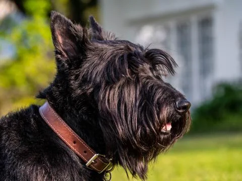 Scottish Terrier Stock Photos