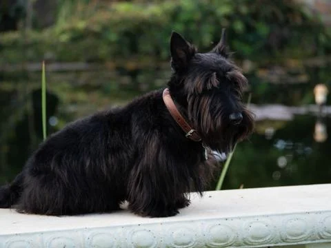 Scottish Terrier Stock Photos