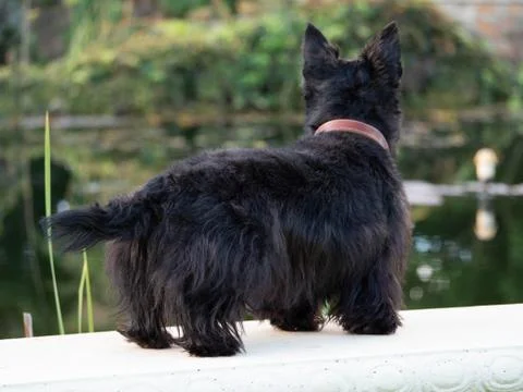 Scottish Terrier Stock Photos
