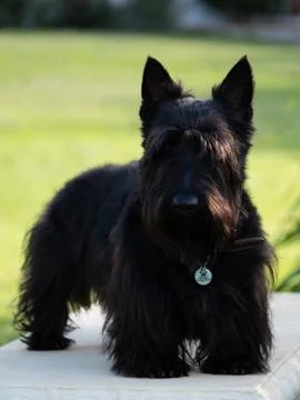 Scottish Terrier Stock Photos