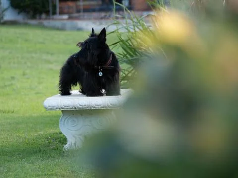 Scottish Terrier Stock Photos
