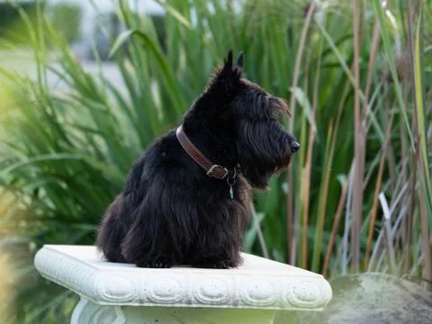 Scottish Terrier Stock Photos