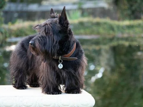 Scottish Terrier Stock Photos