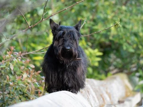 Scottish Terrier Stock Photos