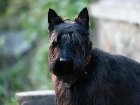 Scottish Terrier Stock Photos