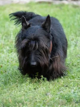 Scottish Terrier Stock Photos
